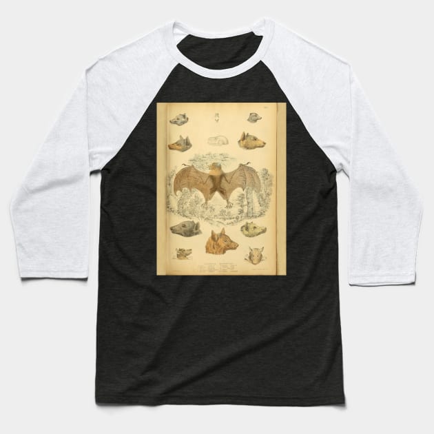 Bat 4 Rousette Vintage Wildlife Illustration Baseball T-Shirt by Caring is Cool